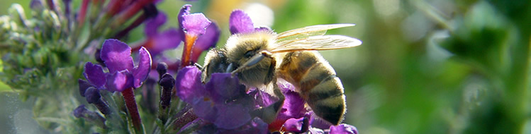 Bienen, Imkervereine, Honig Bezirksverband Oberfranken